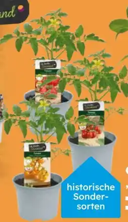 Globus Baumarkt Tomatenpflanzen Angebot
