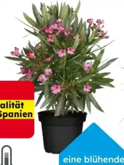 Globus Baumarkt Oleander-Busch Angebot