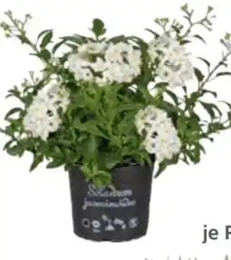 Globus Baumarkt Nachtschatten Angebot