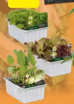 Globus Baumarkt Salat- und Gemüsesetzlinge Angebot