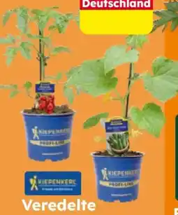 Globus Baumarkt Kiepenkerl Tomaten- und Gurkenpflanzen Angebot