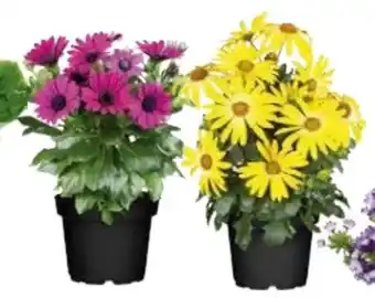 Globus Baumarkt Kapkörbchen Angebot