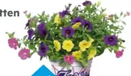 Globus Baumarkt Petunien Trio Angebot