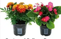 Globus Baumarkt Beet- und Balkonpflanzen Angebot
