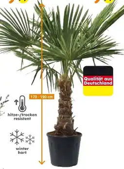 Globus Baumarkt Hanfpalme Angebot