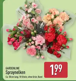 Aldi Nord GARDENLINE Spraynelken Angebot