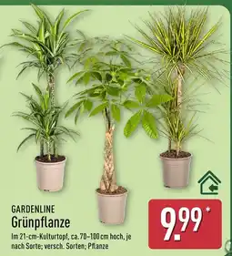 Aldi Nord GARDENLINE Grünpflanze Angebot