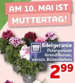 CENTERSHOP Edelgeranie Angebot