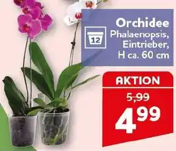 CENTERSHOP Orchidee Angebot