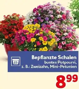CENTERSHOP Bepflanzte Schalen Angebot