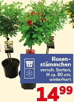 CENTERSHOP Rosenstämmchen Angebot