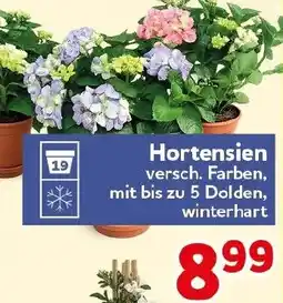 CENTERSHOP Hortensien Angebot