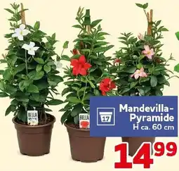 CENTERSHOP Mandevilla Pyramide Angebot