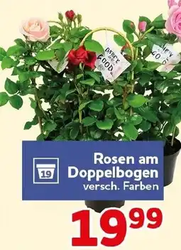 CENTERSHOP Rosen am Doppelbogen Angebot