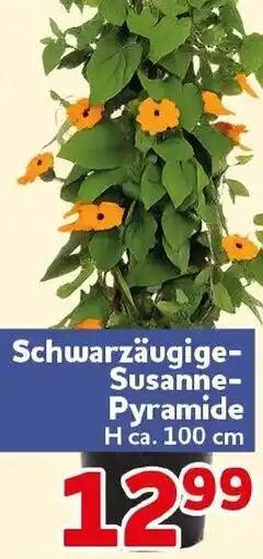 CENTERSHOP Schwarzäugige Susanne Pyramide Angebot