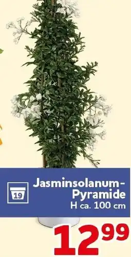 CENTERSHOP Jasminsolanum Pyramide Angebot