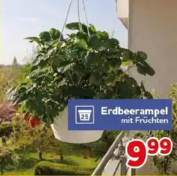 CENTERSHOP Erdbeerampel Angebot