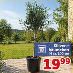 CENTERSHOP Olivenbäumchen Angebot