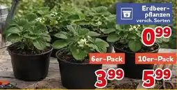 CENTERSHOP Erdbeerpflanzen Angebot