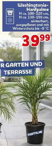 CENTERSHOP Washingtonia Hanfpalme Angebot