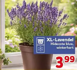 CENTERSHOP XL-Lavendel Angebot