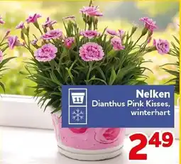 CENTERSHOP Nelken Angebot