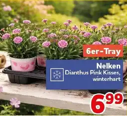 CENTERSHOP Nelken Angebot