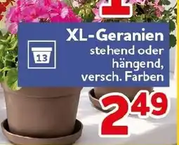 CENTERSHOP XL-Geranien Angebot