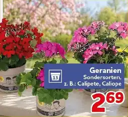 CENTERSHOP Geranien Angebot