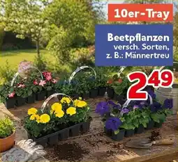 CENTERSHOP Beetpflanzen Angebot