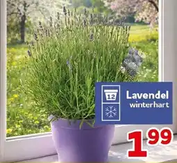 CENTERSHOP Lavendel Angebot