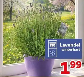 CENTERSHOP Lavendel Angebot