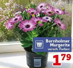 CENTERSHOP Bornholmer Margerite Angebot