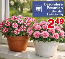 CENTERSHOP besondere Petunien Angebot