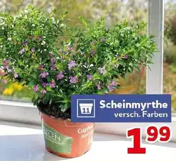 CENTERSHOP Scheinmyrthe Angebot