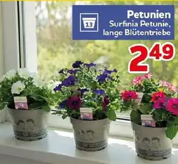 CENTERSHOP Petunien Angebot