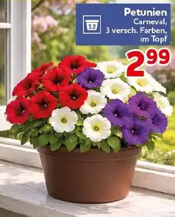 CENTERSHOP Petunien Angebot