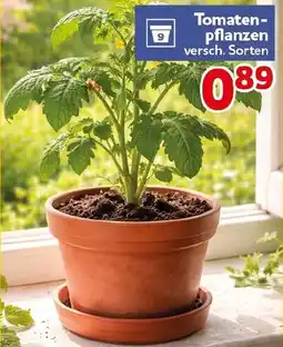 CENTERSHOP Tomatenpflanzen Angebot