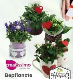 Globus Baumarkt Bepflanzte Muttertags Arrangements Angebot