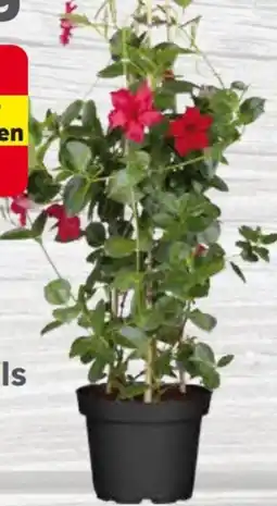 Globus Baumarkt Dipladenie Angebot