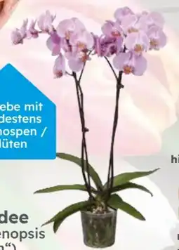 Globus Baumarkt Orchidee Angebot