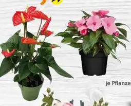 Globus Baumarkt Edellieschen Angebot