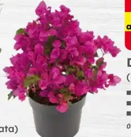 Globus Baumarkt Drillingsblume Angebot