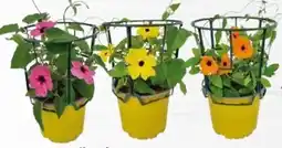 Globus Baumarkt Schwarzäugige Susanne Angebot