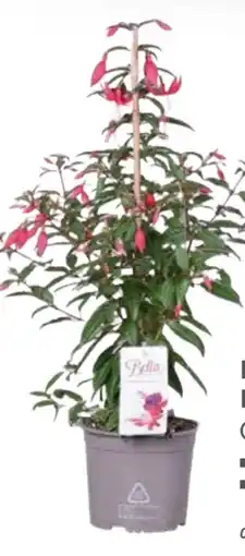 Globus Baumarkt Fuchsien Pyramide Angebot