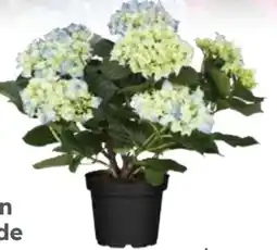 Globus Baumarkt Hortensien Angebot