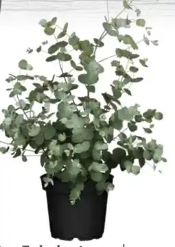 Globus Baumarkt Eukalyptus Angebot