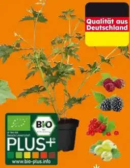 Globus Baumarkt Bio-Beerenobst Angebot