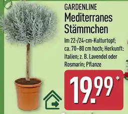 Aldi Nord GARDENLINE Mediterranes Stämmchen Angebot