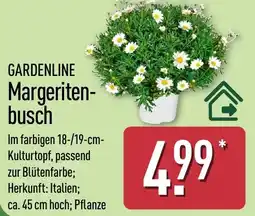 Aldi Nord GARDENLINE Margeritenbusch Angebot
